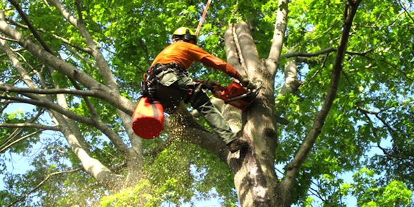 The Importance of Finding Quality Tree Service