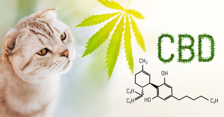The best and safe CBD product for cats