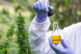 Learn How To Get The Best Quality CBD Oil.