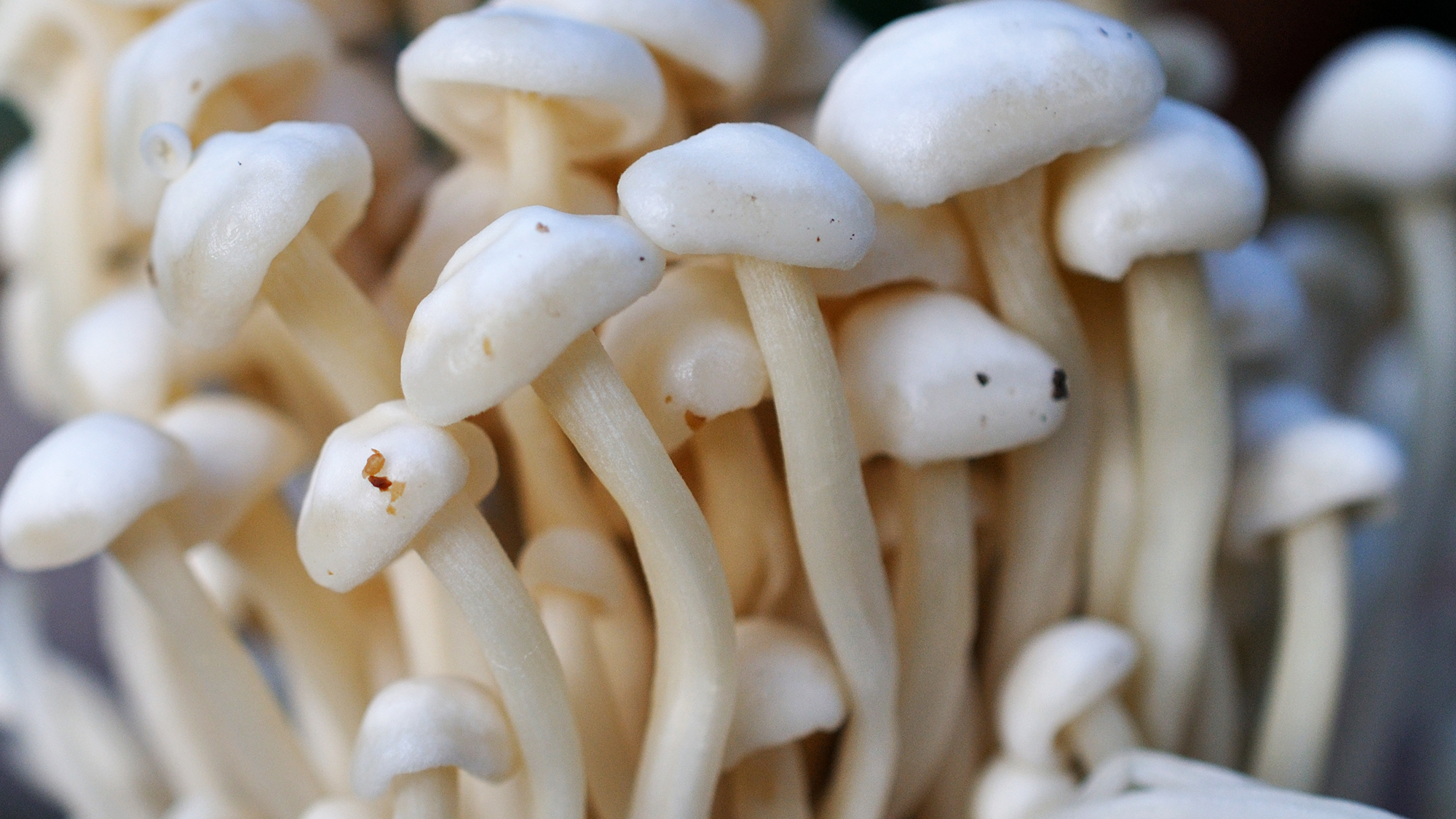 What are the medicinal benefits of mushrooms? 