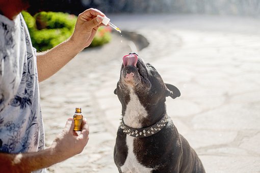 CBD oil for dogs 